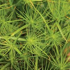 Image result for Pycreus elegantulus