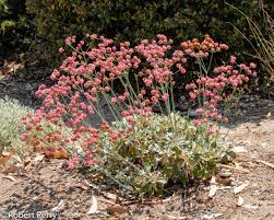 Image result for Eriospermum roseum