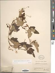 Image result for Lagenaria abyssinica