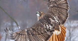 Michigan Birds Of Prey Pictures Red Tailed Hawk Photo By Jim Ridley Photography Brighton Michigan Red Tailed Hawk Hawk Photos Raptors Bird