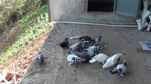 Guvercin Kendi Yavrularini Neden Yaralar Neden Yavru Guvercinlere Zarar Verir Youtube