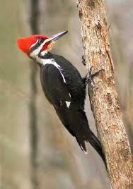 The Woodpecker Can Peck 20 Times Per Second And Doesn T Get A Headache From The Noise Because Its Skull Has Air Pockets Th Woodpecker Pet Birds Backyard Birds