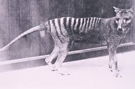 It lived about 4 to 5,000 years ago, just before the dingo was. Thylacine The Australian Museum