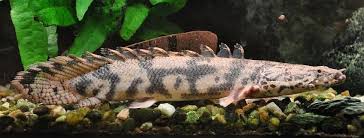 Bichir The Dinosaur Or Dragon Fish Tropical Fish Keeping