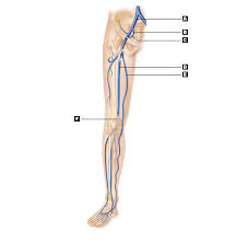 Arteries and veins anatomy labeling quizzes. Art Labeling Quiz