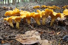 Pfifferling Unser Krautergarten Pflanzen Essbare Pilze Pilze