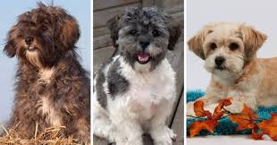 Bella is one of the best black and white maltese shih tzu puppies. Shihpoo Dog Breed Info Shih Tzu Poodle Mix