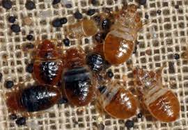 But what you'll end up paying for pest control might be lower or higher, depending on what type of pests you're trying to evict and how. Study Examines Bed Bug Infestations In 2 372 Low Income Apartments In New Jersey