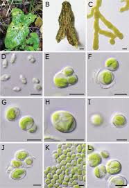 Image result for Phyllorachis