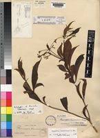 Image result for Rauvolfia mannii