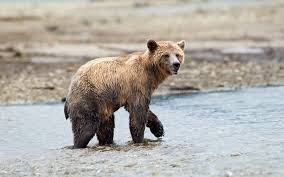 In addition to the mainland grizzly (ursus arctos horribilis), other morphological forms of brown bear in north america are sometimes identified as grizzly bears.these include two living populations — the kodiak. As Grizzly Bear Population Recovers And Whistler S Trail Network Expands So Too Does The Chance For Squamish Chief