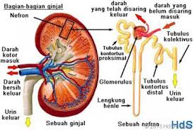 Apa Fungsi Tubulus Kontortus Distal Dan Tubulus Kolektivus Pada Ginjal Brainly Co Id