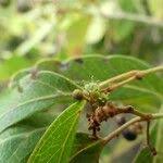 Image result for Rhoicissus revoilii