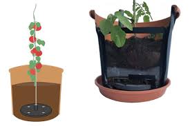 Tomaten gehören zu den gemüsepflanzen mit langer kulturzeit. Tomaten Pflanzen Leicht Gemacht Garten Und Freizeit