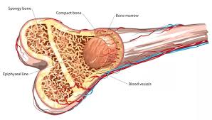 We did not find results for: What Is Bone Marrow