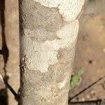 Image result for Androstachys