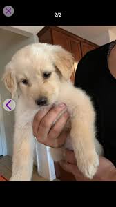 (columbia mo) hide this posting restore restore this posting. Contemplating On Buying A Golden Retriever On Craigslist Golden Retriever Dog Forums