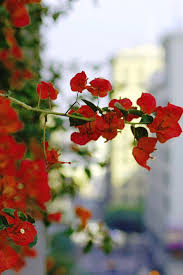 Flower street, los angeles, ca, 90071 and other contact details such as address, phone number, website, interactive direction map and nearby locations. Red Flowers Downtown Los Angeles Street View Portrait Photograph By Matt Quest