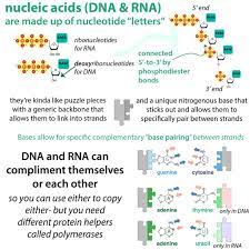 Which pair of nitrogenous bases will form a bond in a dna molecule?. How Uv Light Hurts Dna Rna The Biochemistry Behind The Molecular Boo Boos The Bumbling Biochemist