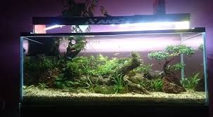 Nah jadi itulah jenis tanaman aquascape yang mudah tumbuh walaupun tanpa inject co2. Bikin Ikan Hias Segar Dan Tidak Stres Inilah 5 Tanaman Aquascape Paling Cantik Dan Mudah Tumbuh Kabar Lumajang