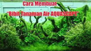 Tungu, yang masih merupakan tanaman aquascape di sekitar kita yang biasa terdengar di masyarakat bali sebagai serangga kecil dan berwarna merah biasanya menyerang dibagian pribadi. Cara Jitu Membuat Bibit Tanaman Aquascape Youtube