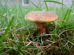 Großer pilz pilze figur skulptur gartenfigur garten deko werbefigur groß wald. Pilze Im Garten Pilzbestimmung U Bestimmungshilfe Pilzforum Eu