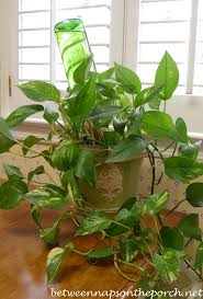 Keep reading to find out how to keep your outdoor planters watered while you're on vacation. Water Plants While Away On Vacation Between Naps On The Porch