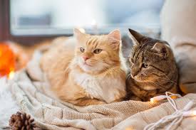 What should your heart rate be when working out, and how can you keep track of it? What You Need To Know About Your Cat S Vital Signs Dr Marty Becker