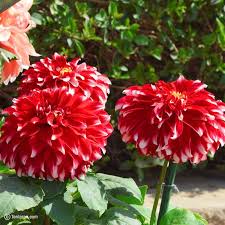 We did not find results for: Beautiful Flowers Images Free Download Flower Wallpaper Images