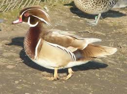 Blonde Carolina Wood Ducks For Sale In Humberside North East Birdtrader Wood Ducks Duck Duck Hunting
