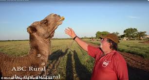 Also, they could be granted higher limits and/or grandfathered into unlimited usage. Tennant Creek Camel And Donkey Laughtered With A Bow And Arrow Daily Mail Online