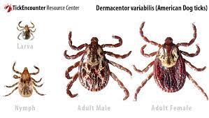Learn about tick bite symptoms, treatment, prevention, and removal of ticks. Tick Pest Control Specialist Malaysia