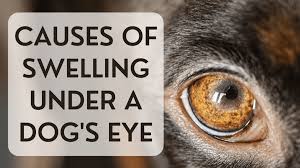 Your vet may prescribe eye drops and/or ointment to treat the infection, promote healing, ease any discomfort or itchiness, and possibly treat the underlying condition. How A Dog S Carnassial Tooth May Cause Swelling Under The Eye Pethelpful