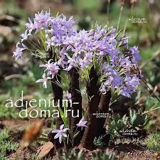 Image result for Xerophyta retinervis