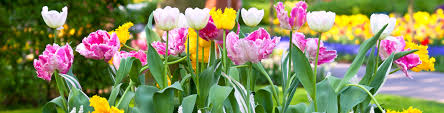 Flowering bulbs are one of the harbingers of spring, bringing with them a splash of unexpected color. Spring Flowering Bulb Planting Flower Power