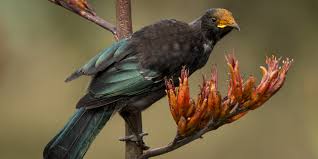 Check spelling or type a new query. Native Plants That Attract Birds Forest And Bird