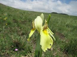 Image result for Psammotropha myriantha