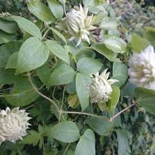 Клематис (clematis `duchess of edinburgh`) описание: Clematis Duchess Of Edinburgh