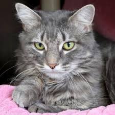 Hi I M Mila I M A 3 Year Old Spayed Female Gray Blue Or Silver Tabby Domestic Medium Hair Transferred To Commun Grey Tabby Cats Cute Cats Cats And Kittens