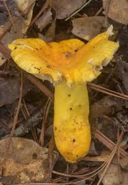 Image result for Russula flavida