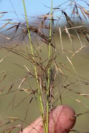 Image result for Aristida effusa