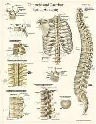 Maybe you would like to learn more about one of these? Human Spine Anatomy Posters Anatomy Bones Anatomy Human Spine
