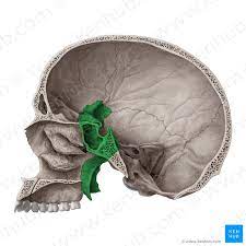 Kuvahaun Tulos Haulle Os Sphenoidale Sphenoid Bone Palatine Bone Skull Anatomy