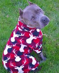 pin on pups
