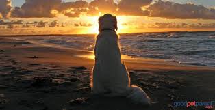 Maybe you would like to learn more about one of these? When It S Time To Fight And Time To Let Go Good Pet Parent