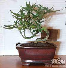 Unlike traditional bonsai trees, however, weed bonsais also provide cannabis growers with a 'mother' plant to use as a source of 'clone' clippings. Growing Bonsai Marijuana