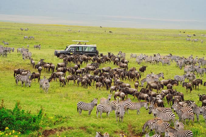 Best time to visit Tanzania - Wildlife on safari