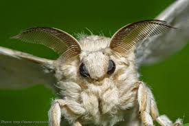 Arthur anker, in gran sabana national park in venezuela. Bizarre Nature Creation Venezuelan Poodle Moth 5 Real Photos Express News
