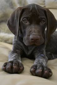 German Shorthaired Pointer Smart Friendly Dog Breeds Medium Gsp Puppies Dog Breeds