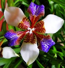 Image result for Neomarica northiana